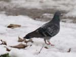 pigeon in the snow
