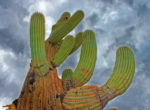 close up shot of saguaro cactus from bottom, looking up into ominous sky