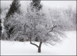 apple tree covered in snow in winter