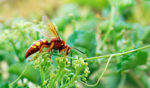 close up shot of a cicada killer insect on a green plant