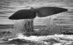 sperm whale's tail - close-up of it splashing in water