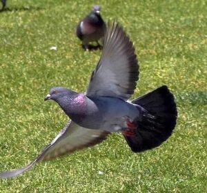 Pigeon flying over grass