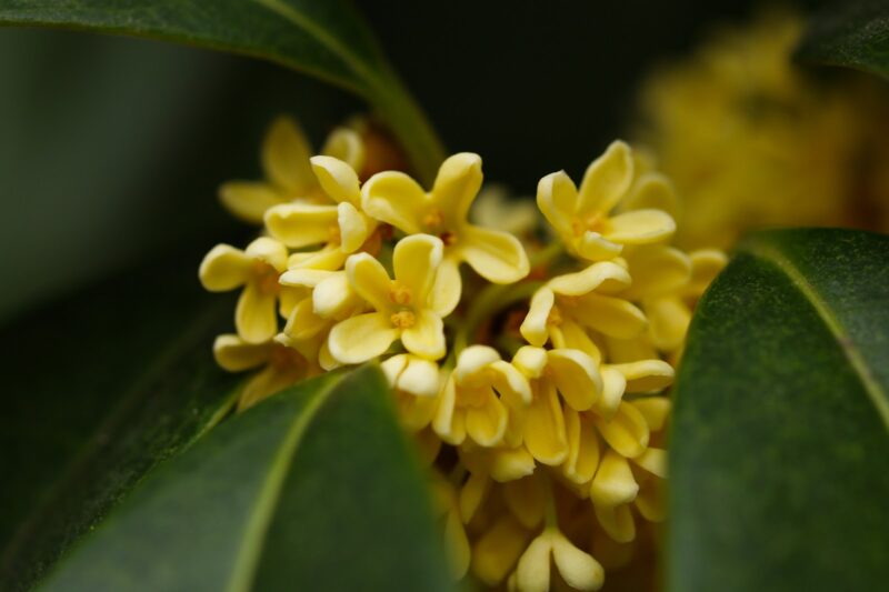 sweet olive flower. yellow petal