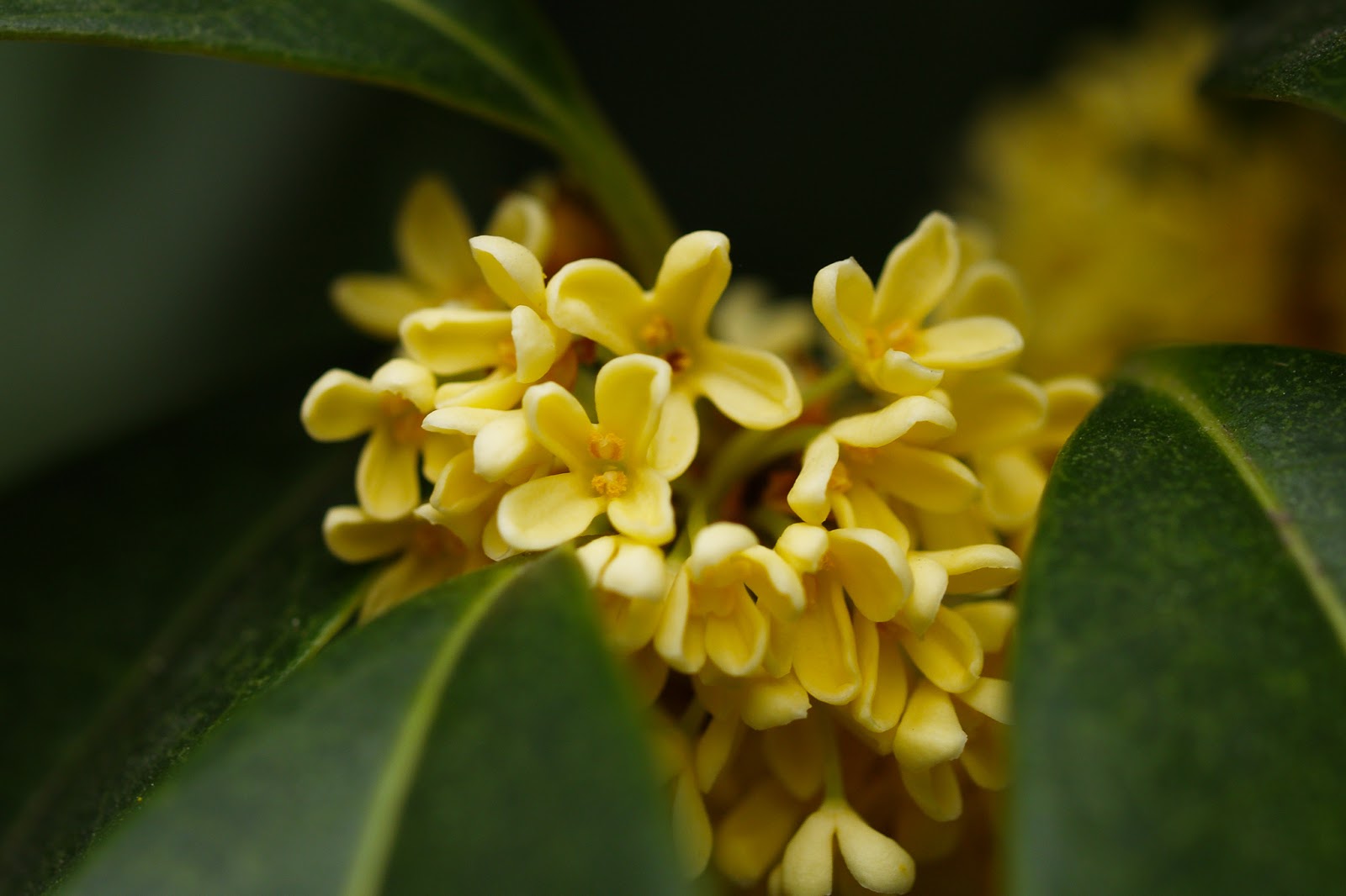 sweet olive flower - small yellow petals