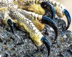 close-up picture of hawk claws on a mossy rock
