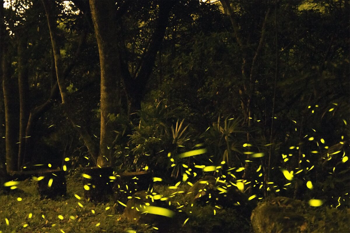 enchanting wooded area