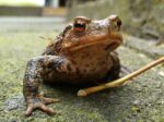 bufo toad on a mossy rock
