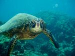 sea turtle underwater with coral in back