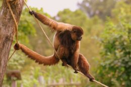 A monkey holding onto a rope