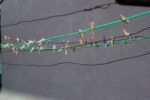 wire outdoor clothesline with dozens of colorful clothespins
