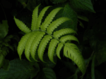 Close of of fern leaves