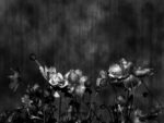 black and white illustration of flowers