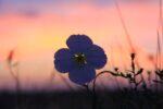 desert flower at glow of sunset with a few blades of grass