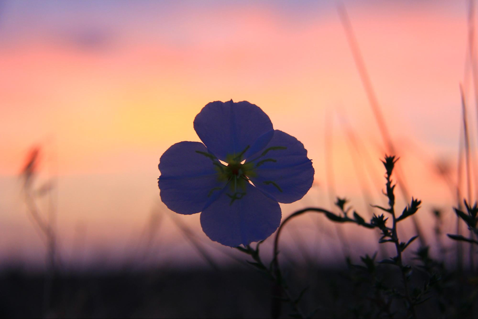 desert flower at glow of sunset with a few blades of grass