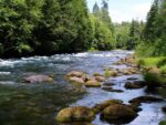 River going through the woods, pine trees, rocks, light rapids