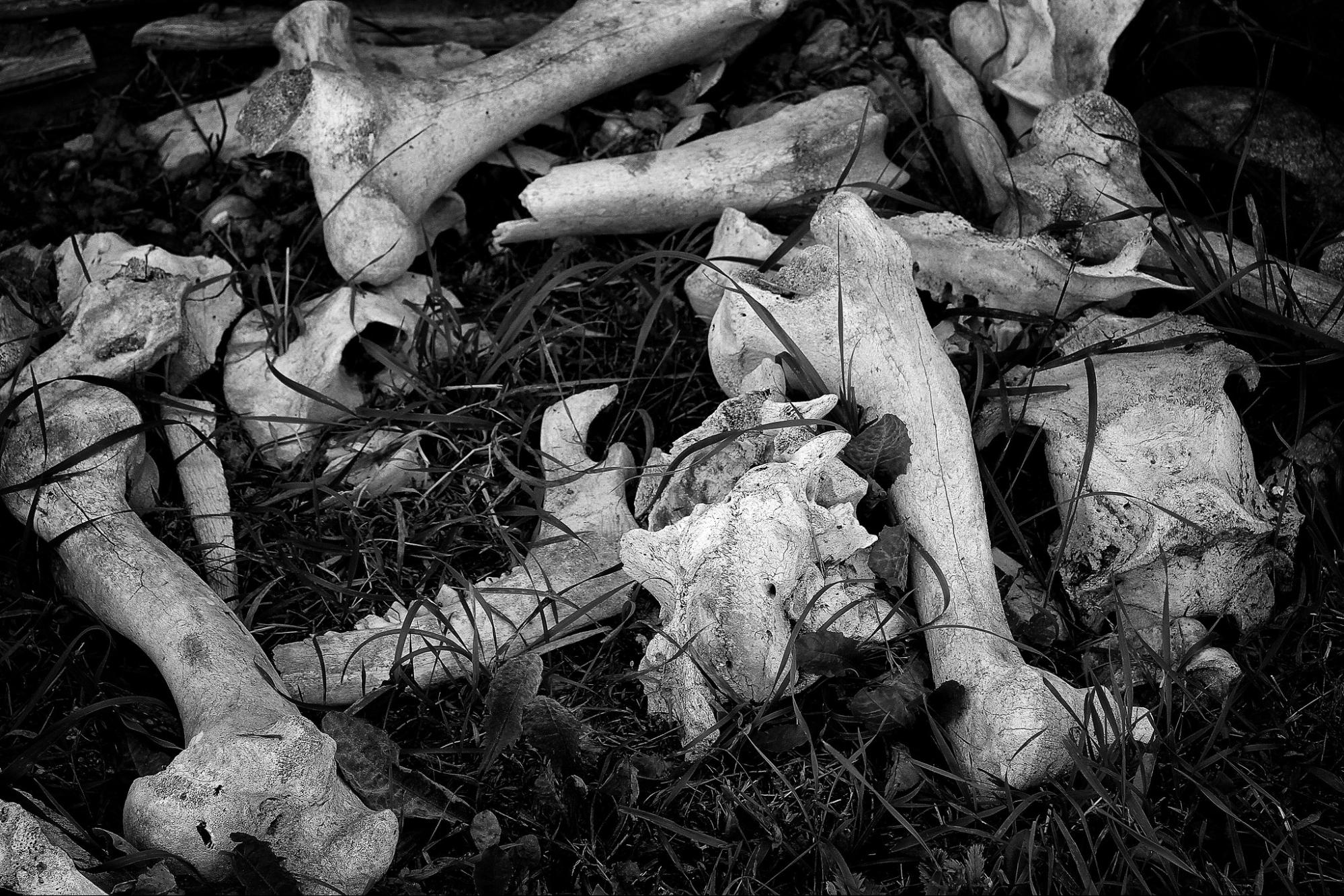 pile of moose bones