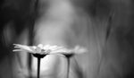 two daisies with a blurred gray background