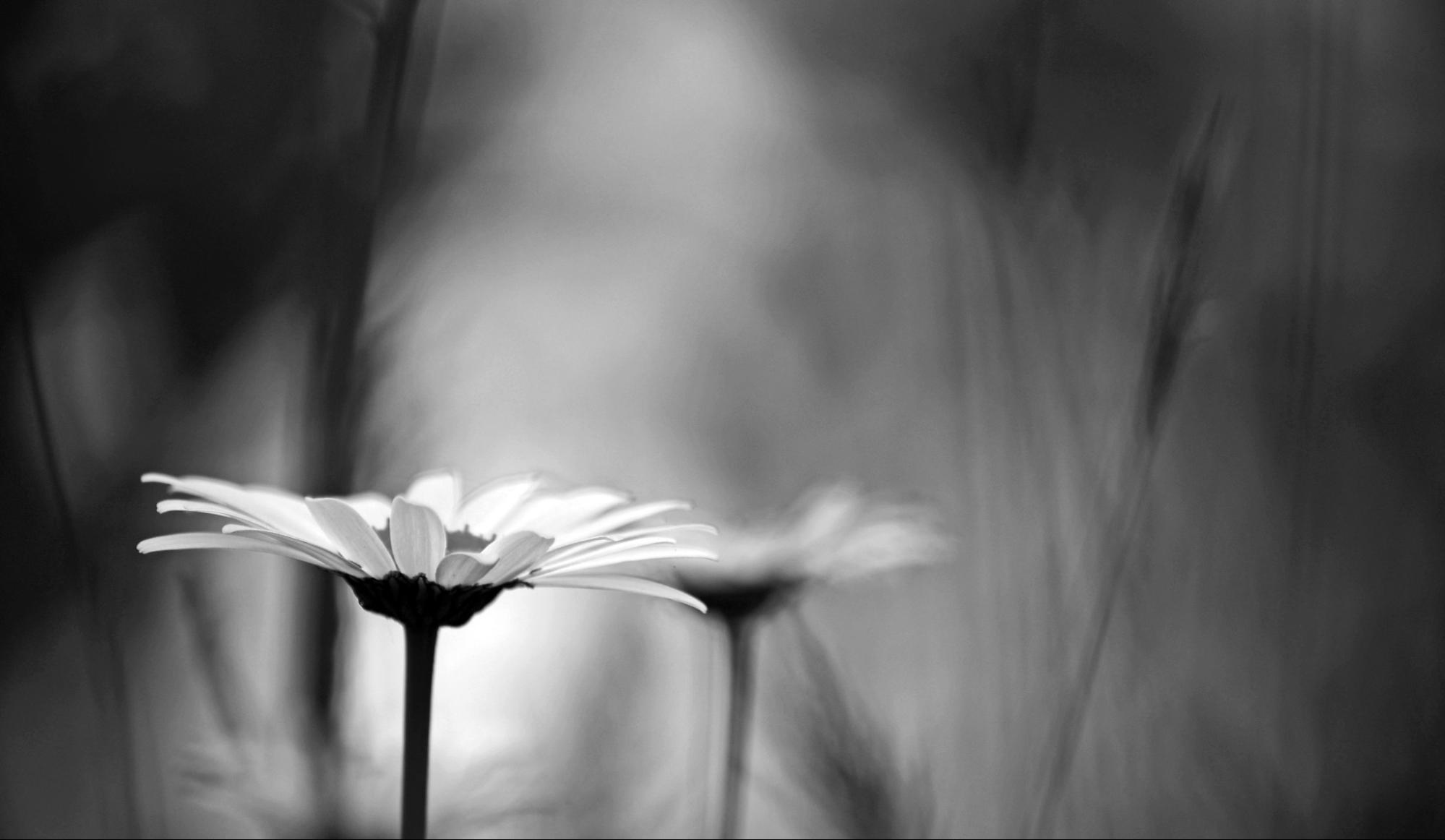 two daisies with a blurred gray background